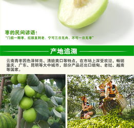 云南元謀 甜蜜滋味，新鮮直達(dá)——蜜棗與大青棗的味蕾盛宴