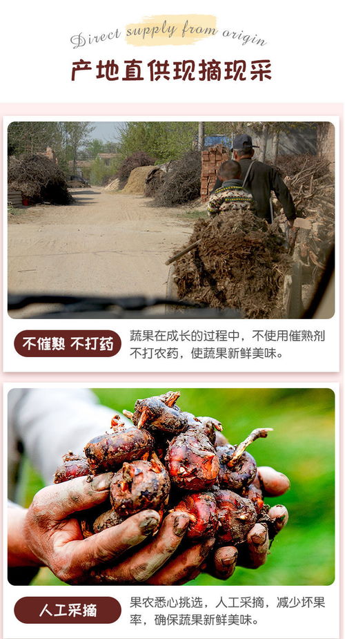 高原馬蹄脆甜，云南特產(chǎn)荸薺地梨的滋味與選購